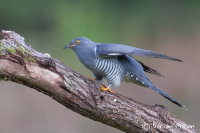 Cuckoo