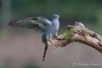 Cuckoo
