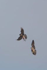 Peregrine