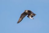 Peregrine
