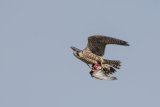Peregrine