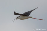 Black-winged Stilt