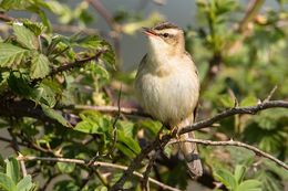 Sedge Warbler