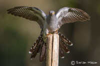 Cuckoo