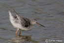 Spotted Redshank