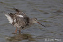 Spotted Redshank