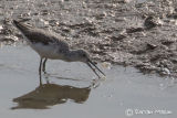 Greenshank