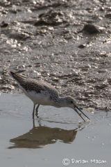 Greenshank