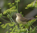 Willow Warbler