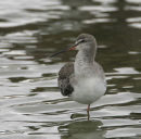 Spotted Redshank
