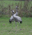 Common Cranes