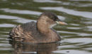 Little Grebe