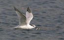 Sandwich Tern