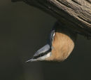 Nuthatch