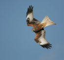 Red Kite