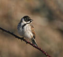 Reed Bunting