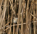 Paddyfield Warbler
