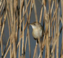 Paddyfield Warbler