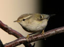 Yellow-browed Warbler