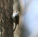 Treecreeper
