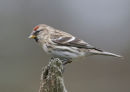 Lesser Redpoll