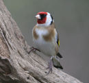 Goldfinch