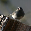 Dark-eyed Junco