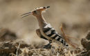 Hoopoe