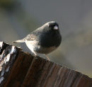 Dark-eyed Junco