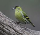 Siskin
