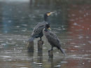 Cormorants