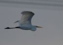 Graet White Egret
