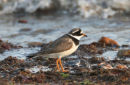 Ringed Plover