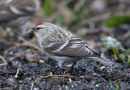 Mealy Redpoll