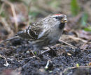 Mealy Redpoll