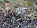 Mealy Redpoll