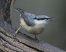 Nuthatch