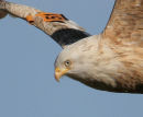 Red Kite