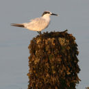 Sandwich Tern