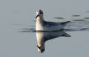 Grey Phalarope