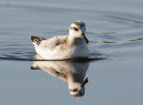 Grey Phalarope