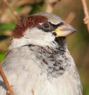 House Sparrow