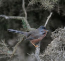 Dartford Warbler