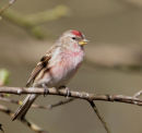 Redpoll
