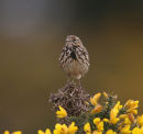 Meadow Pipit