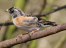 Brambling