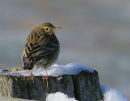 Meadow pipit