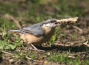 Nuthatch