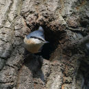 Nuthatch