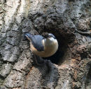 Nuthatch